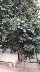 Syzygium