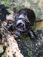 Coleoptera