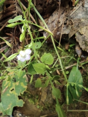 Vandellia setulosa