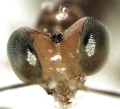Gonatopus alpinus