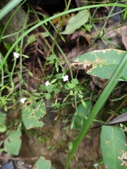 Vandellia setulosa