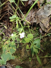 Vandellia setulosa