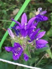 Campanula glomerata