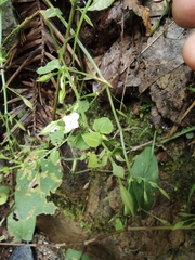 Vandellia setulosa