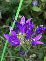 Campanula glomerata