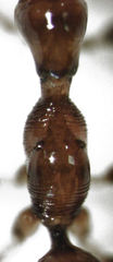 Gonatopus alpinus