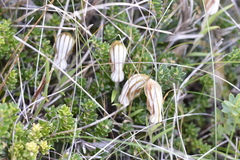 Pterostylis rogersii