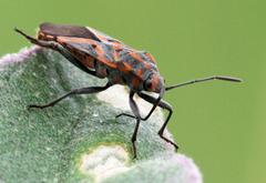 Spilostethus furcula