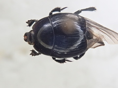 Hister furtivus