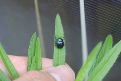 Colasposoma dauricum