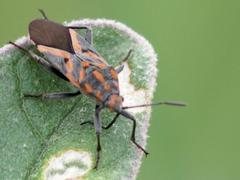 Spilostethus furcula