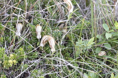 Pterostylis rogersii