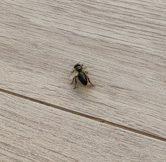 Apis mellifera