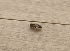 Apis mellifera