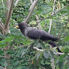 Crinifer piscator