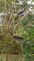 Crinifer piscator