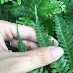 Pteris arisanensis