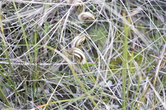 Pterostylis rogersii