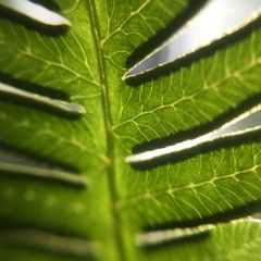Pteris arisanensis