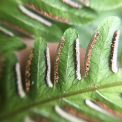 Pteris arisanensis