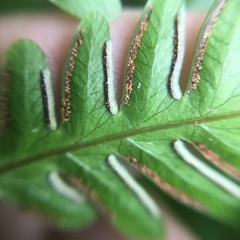 Pteris arisanensis