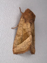 Hydraecia micacea