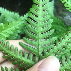 Pteris arisanensis