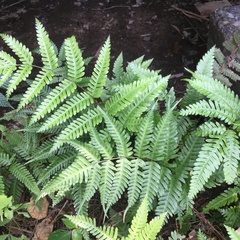 Pteris arisanensis