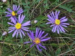 Aster amellus