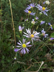 Aster amellus