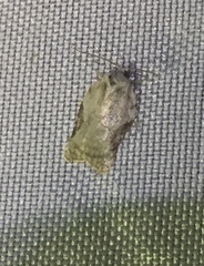 Acleris cornana