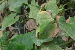 Polytremis zina