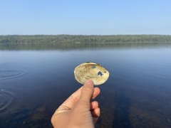 Atlanticoncha ochracea