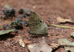 Charaxes