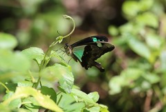Papilio phorcas