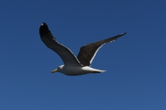 Larus