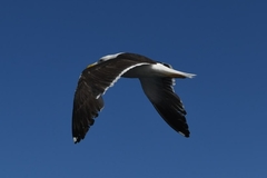 Larus
