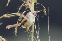 Prinia subflava affinis
