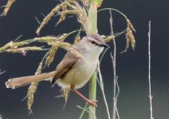 Prinia subflava affinis