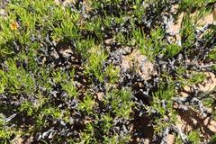 Hirpicium