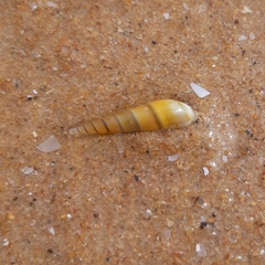 Neogastropoda