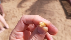 Neogastropoda