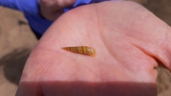 Neogastropoda