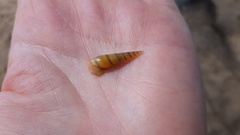 Neogastropoda