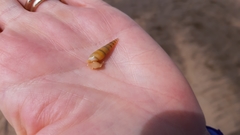 Neogastropoda