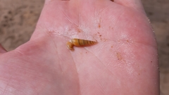 Neogastropoda