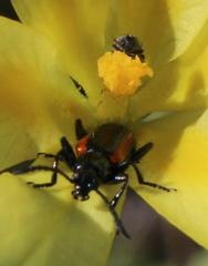 Neoeutrapela