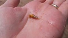 Neogastropoda