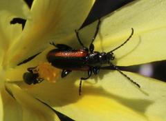 Neoeutrapela