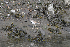 Charadrius vociferus